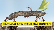 Yeryüzünün Altındaki Gizli İmparatorluk: Karıncaların Mucizevi Dünyası