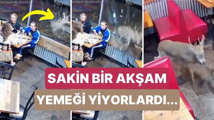 Sakin Bir Akşam Yemeği Yiyen Aile Bir Geyiğin Camı Kırıp İçeri Dalmasıyla Neye Uğradığını Şaşırdı