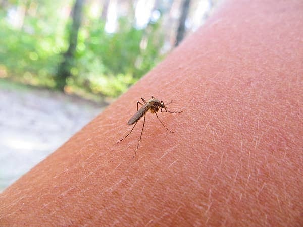 12. ''Sivrisinekler. Bir teyzem bahçesinde otururken ısırıldı ve Batı Nil Virüsü kaptı. Komaya girdi. Sonrasında yürümeyi, konuşmayı, okumayı ve yazmayı yeniden öğrenmek için aylar harcadı. Bu birkaç yıl önceydi ve yaklaşık% 95 iyileşti. Bunu atlattığı için şanslı."