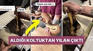 Aldıkları İkinci El Koltuktan Çıkan Yılan Sizin de Koltuklarınızı Kurcalamanıza Neden Olacak