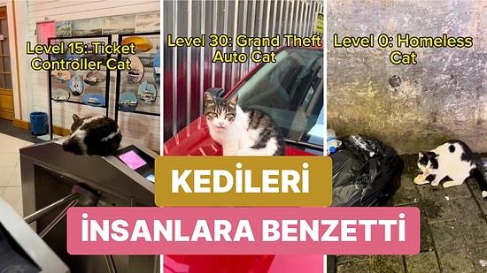Türklerin Kedi Sevgisi Yine Gündem Oldu! Bir Turist Türkiye'deki Kedilerle Eğlenceli Bir Video Hazırladı