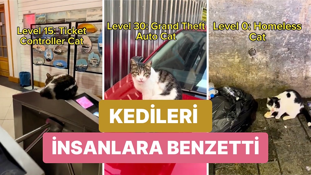 Türklerin Kedi Sevgisi Yine Gündem Oldu! Bir Turist Türkiye'deki Kedilerle Eğlenceli Bir Video Hazırladı