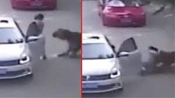 Çin’in başkenti Pekin’e 70 kilometre uzaklıkta bir safari parkında yaşanan korkunç görüntüler internette en çok izlenen video olmuştu.