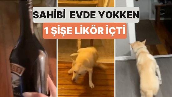 Sahibi Evde Yokken 1 Şişe Likör İçip Sarhoş Olan Köpeğin Yürümekte Zorlandığı Anlar Viral Oldu