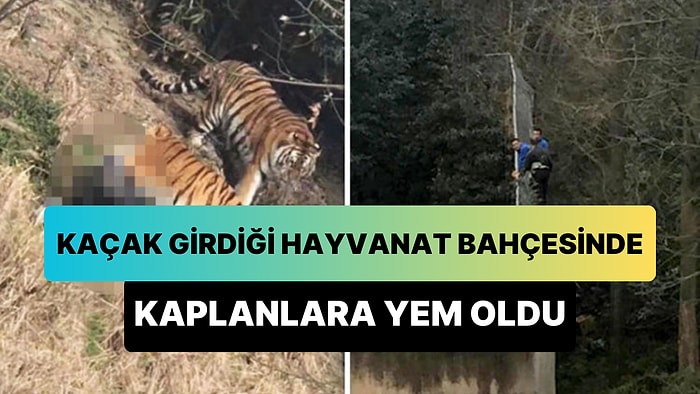 Bilet Parası Vermemek İçin Kaçak Girdiği Hayvanat Bahçesinde Kaplana Yem Olan Adam