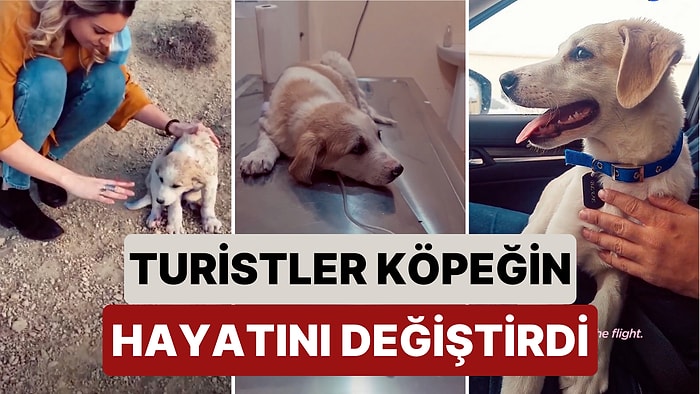 Kapadokya'yı Ziyaret Eden Turistler Orada Buldukları Yaralı Köpeği Tedavi Ettirerek Hayatını Değiştirdi