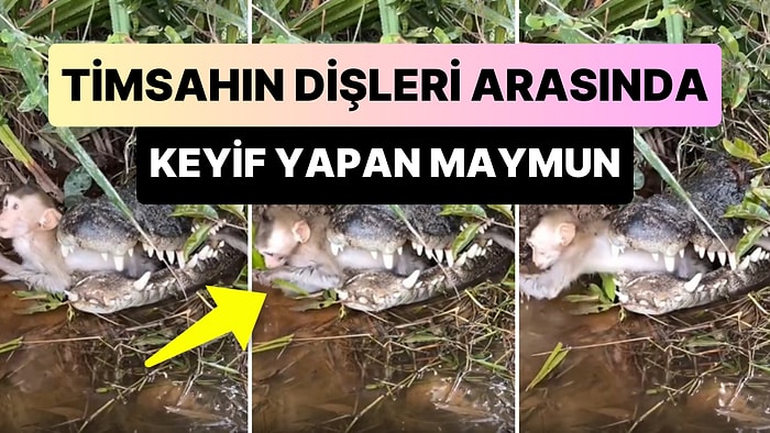 Timsahın Ağzında Keyif Yapan Maymunun Gündem Olan Görüntüleri: 'Biraz Endişelensen mi Acaba?'