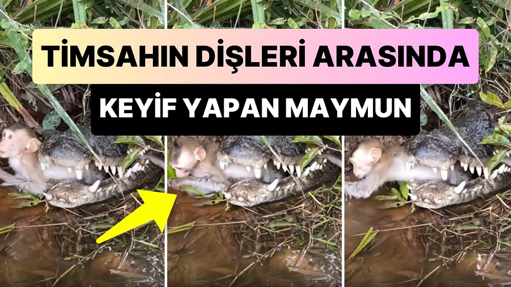 Timsahın Ağzında Keyif Yapan Maymunun Gündem Olan Görüntüleri: 'Biraz Endişelensen mi Acaba?'