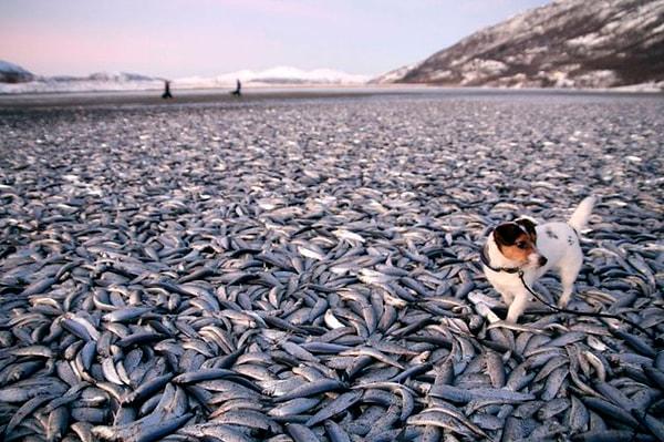 Hokkaido Üniversitesi’nden deniz organizmaları konusunda Doç. Dr. Mitsuhiro Nakaya yaptığı açıklamada, Doğu Hokkaido'da deniz suyu sıcaklığının düşmesiyle birlikte, balıkların doğudan Hokkaido'nun güneyine göçtüklerini ifade ederek, balıkların yunus ya da ton balıkları tarafından kovalanmış olabileceklerini belirtti.