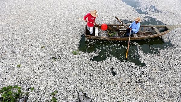 Nakaya, söz konusu balık ölümlerinin ekosisteme büyük bir etkisi olmayacağını açıkladı.