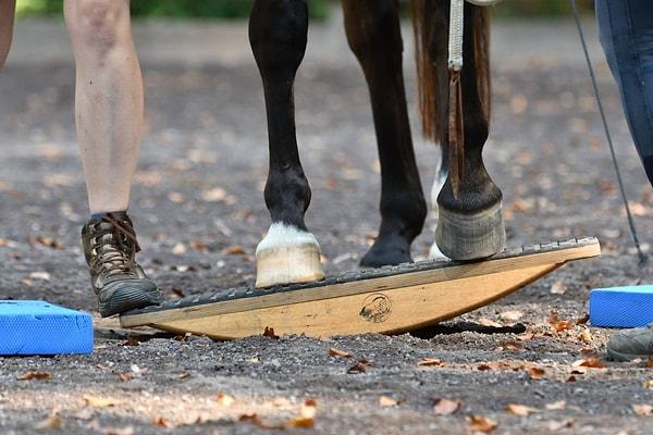 3. "At antrenörleri hala acımasız yöntemler kullanıyor. Atın ayaklarına ağır zincir bağlanması, cildin asitle yakılması gibi  yöntemler uyguluyorlar."