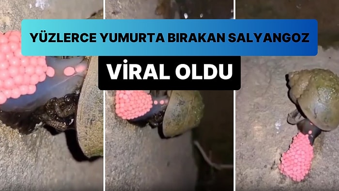 Elma Salyangozunun Yumurtladığı Anlar ile İlgili Paylaşım Viral Oldu: Zıpladığı İddiası Doğru mu?