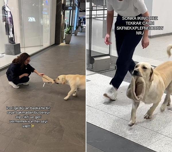 O görüntüleri kaydeden TikTok kullanıcısı ise, 'Maddi durumu yetmediği için Zara'dan bere çalan köpek' diyerek o anları paylaştı.