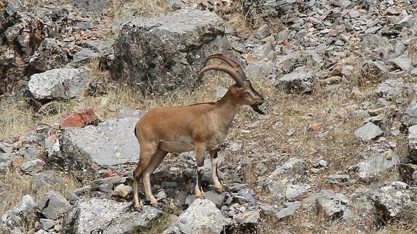 Yerel halk, Tunceli bölgesinde yaşayan ve nesli tükenmekte olan bu yaban keçilerine zarar vermediklerini ve yaşam alanına saygı gösterdiklerini de belirtiyorlar