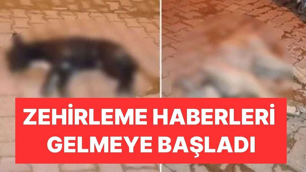 Siyaset Başıboş Sokak Köpeklerine Çözüm Ararken Zehirleme Haberleri Gelmeye Başladı