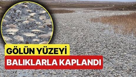 Gaziantep'te Korkutan Manzara! Gölün Yüzeyi Ölü Balıklarla Kaplandı