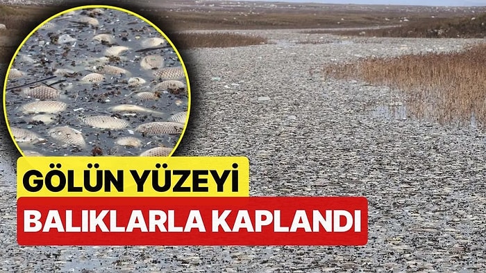 Gaziantep'te Korkutan Manzara! Gölün Yüzeyi Ölü Balıklarla Kaplandı