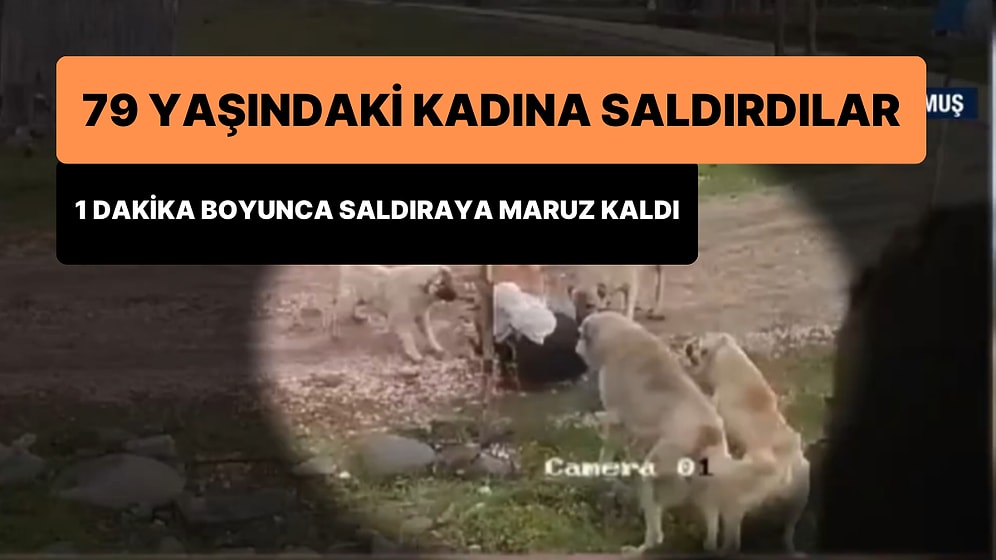 Muş'ta Sokak Köpeklerinin Saldırısına Uğrayan 79 Yaşındaki Kadın Yaralandı