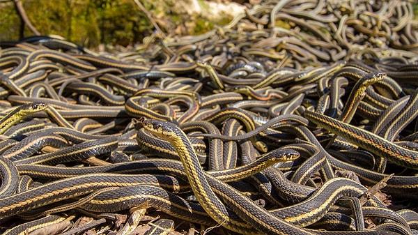 Multiple Snakes: Complexity and Multifaceted Challenges: