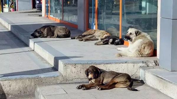 İstanbul Esenler’de yaşayan V.S., ilk eşinden olan çocuğunun sahiplenmesi için sokakta bulduğu köpeği eve getirdi. Ancak köpekten korktuğunu söyleyen V.S’nin eşi G.S, köpeğin evden gitmesini istedi.