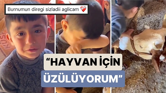 İneği Doğum Felci Geçirince Hayvanın Başında Ağlayan Miniğin Gözyaşları İzleyenlerin de Kalbini Acıttı