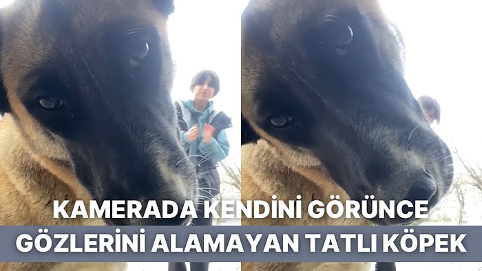 Kamerada Kendini Görünce Şaşıran Tatlı Köpeğin Verdiği Tepkiye İçiniz Isınacak