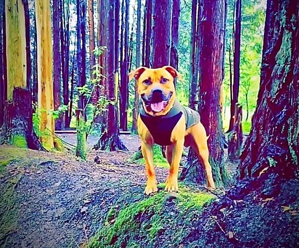 Polis, köpeğin tehlikeli olduğunu belirterek itlaf edilmesini talep edince olay mahkemeye taşındı.