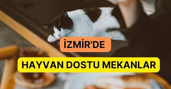 İzmir’de Hayvan Dostunuzla Rahatça Gidebileceğiniz Mekanlar Listesi