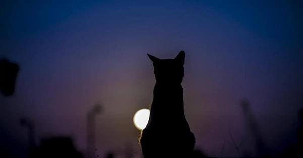 Kalabalık bir bölgede yaşıyorsanız kedinizin gündüz ortaya çıkma ihtimali daha düşük. Gece sessiz saatlerde kedinizi aramak faydalı olacaktır. Mümkünse birkaç saat evinizin çevresinde bekleyin.