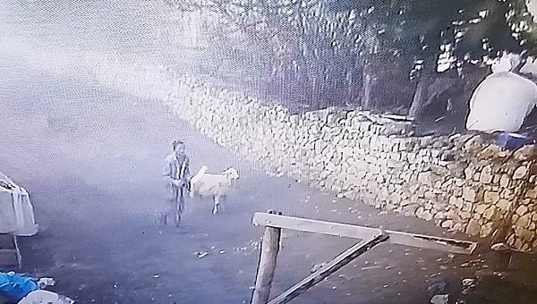 Güvenlik kameralarını taktırmadan önce 3 ayrı sefer koyunlarına müdahale edildiğini, çalınmalar, yaralanmalar ve ölümler olduğunu söyleyen Karabulut, ayrıca 15 koyunun da yavrularının doğmadan öldüğünü söyledi.