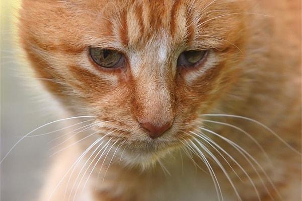 Kedilerde FIV'e karşı doğal bir direnç mekanizması olmadığı için bu amaçla rhesus makağından bir gen kullanılıyor.