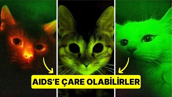 Sanki Yıldız Tozuyla Kaplanmış Gibi Yeşil Parlayan Kediler İnsanlığın Umudu Olabilir