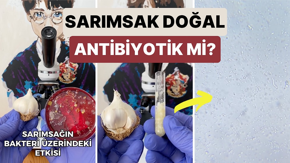 Sarımsağın Bakteriler Karşısında Gerçekten Antibiyotik Etkisi Yaratıp Yaratmadığını Denendi ve Sonuç Şaşırttı