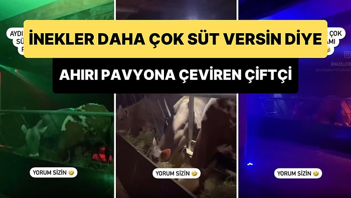 Aydınlı Bir Çiftçi İneklerinin Daha Çok Süt Vermesi İçin Ahırı Pavyona Çevirdi