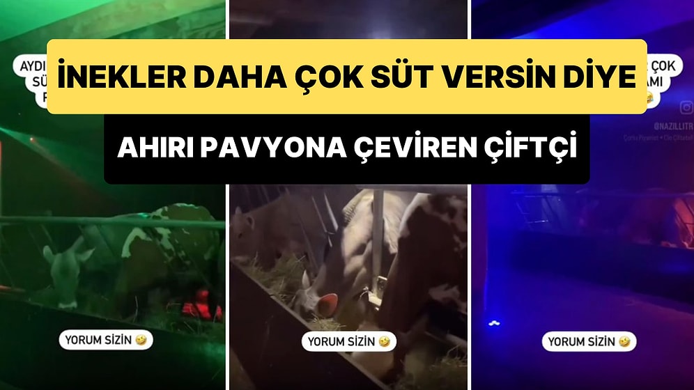 Aydınlı Bir Çiftçi İneklerinin Daha Çok Süt Vermesi İçin Ahırı Pavyona Çevirdi