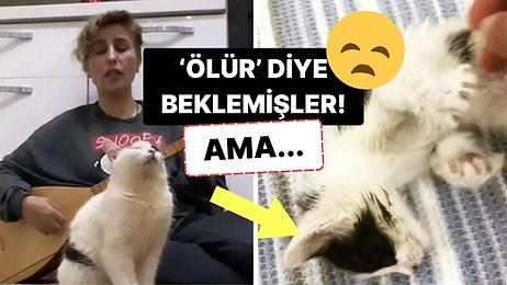 Türkü Söylemeyince Sinir Krizine Giren Fenomen Kedinin Meğer Başına Gelmeyen Kalmamış!