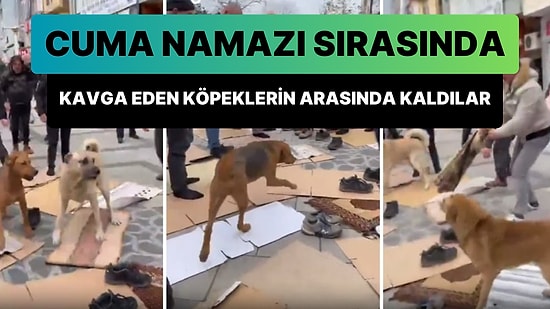 Rize'de Vatandaşlar Cuma Namazı Sırasında Kavga Eden Sokak Köpeklerin Arasında Kaldı