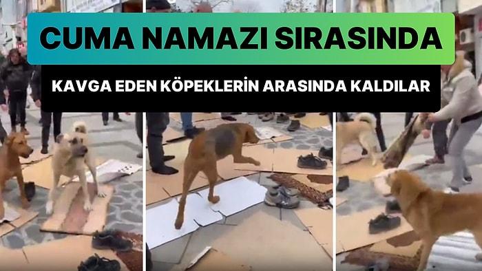 Rize'de Vatandaşlar Cuma Namazı Sırasında Kavga Eden Sokak Köpeklerin Arasında Kaldı