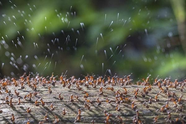 René Krekels (Hollanda) tarafından "Asit Salgılayan Ağaç Karıncaları" - Böcekler 1.lik Ödülü: