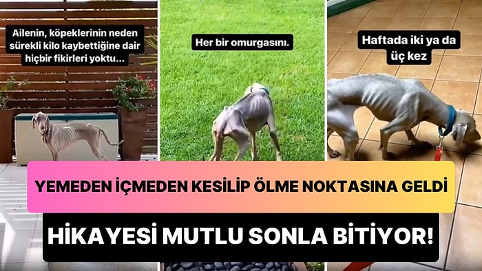 Sürekli Kilo Kaybedip, Yemeden İçmeden Kesilen Köpeğin Önce Dumura Uğratan Ardından Mutlu Eden Hikayesi