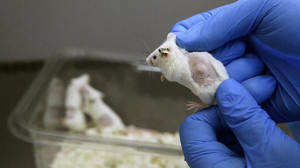 Virüs enjekte edilen fareler 8 gün içinde ise hayatını kaybetti.