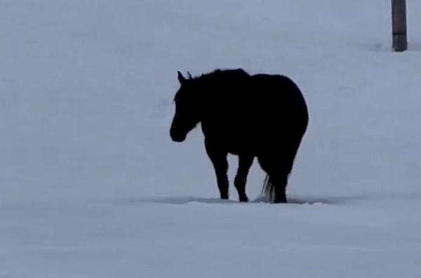 Bir atın hangi yöne doğru hareket ettiği anlaşılmayan video, izleyenlerin beynini yaktı.
