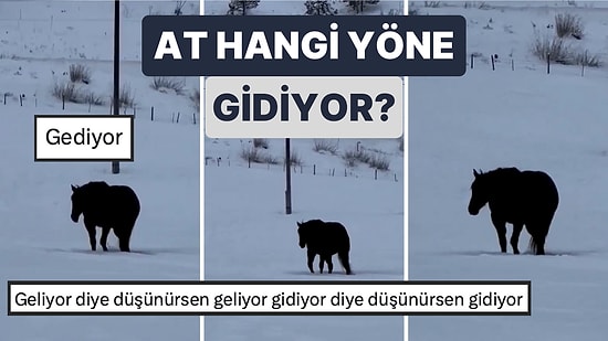Beyniniz Uyuşacak! Atın Hangi Yöne Doğru Hareket Ettiği Asla Anlaşılamayan Video Beyin Yaktı