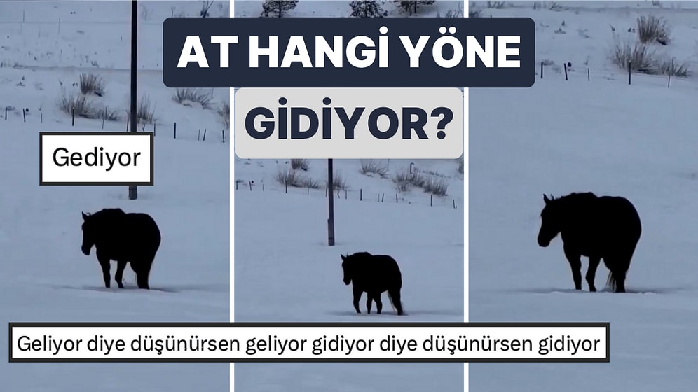 Beyniniz Uyuşacak! Atın Hangi Yöne Doğru Hareket Ettiği Asla Anlaşılamayan Video Beyin Yaktı