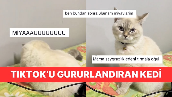 TikTok'ta İstiklal Marşı'nı Duyunca Hazır Ol Duruşuna Geçen Kedi İzleyenleri Gururlandırdı