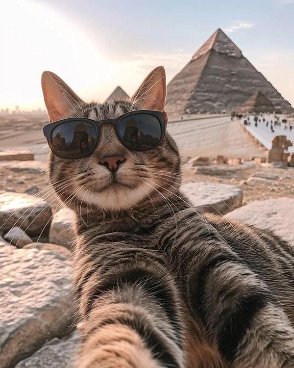 "A selfie-taking cat. 😍"