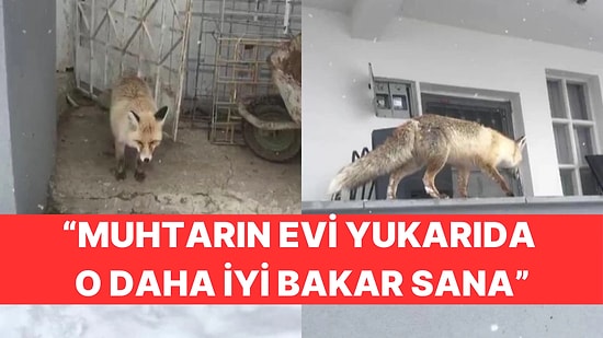 Samimi Tavrı İzleyenleri Gülümsetti: Evinin Önüne Gelen Tilkiyle Dakikalarca Sohbet Etti