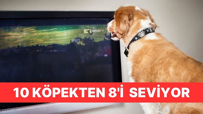 Köpekler de Televizyon İzlemeyi Bizim Kadar Seviyor: Uzun Filmleri İzlemekten Keyif Alıyorlar