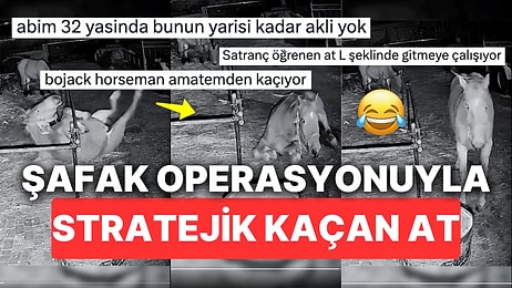 Şafak Operasyonu Misali Çiftlikten Stratejik Bir Şekilde Kaçan At Zekasıyla Herkesi Yerlere Yatırdı