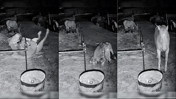 Gecenin bir vakti adeta şafak operasyonu düzenlermişçesine yaptığı akrobatik hareketleriyle çiftlikten kaçan atın görüntüleri viral oldu.